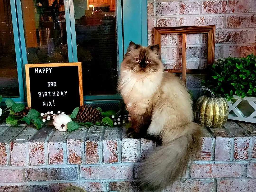 Cat, Plant, Carnivore, Felidae, Window, Fawn, Small To Medium-sized Cats, Whiskers, Ragdoll, Grass, Wood, Tail, Furry friends, Street, Sitting, Road Surface, Birman, British Longhair