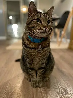 Tabby Cat Zeus
