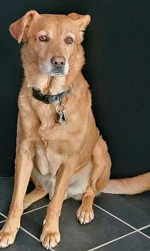 Labrador Retriever Dog Dexter