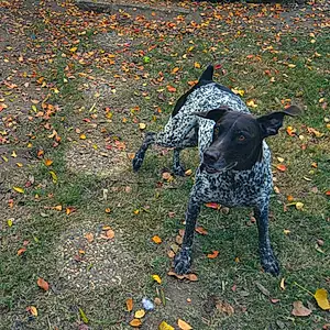 German shorthaired pointer Dog Bailey
