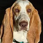 Head, Dog, Eyes, Dog breed, Carnivore, Liver, Fawn, Companion dog, Snout, Comfort, Working Animal, Hound, Furry friends, Dog Supply, Canidae, Gun Dog, Scent Hound, Whiskers, Hunting Dog