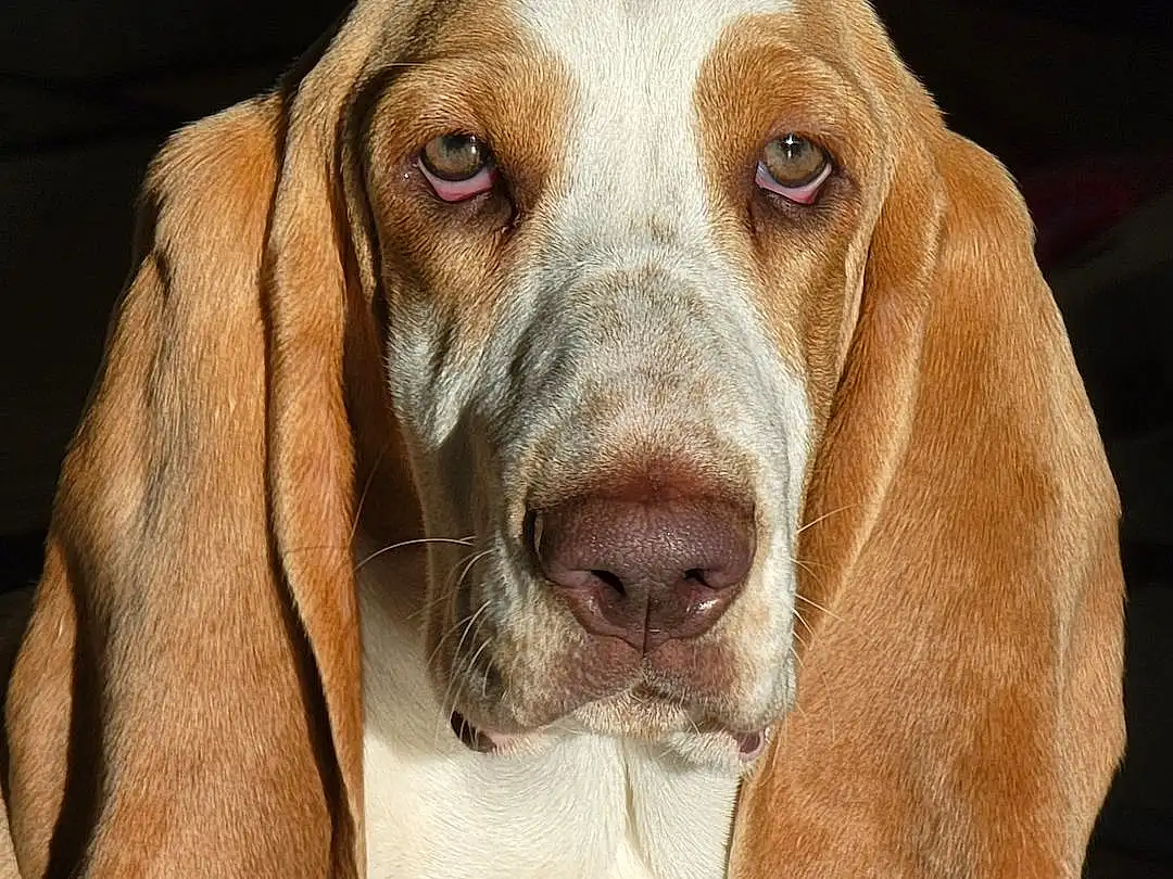 Head, Dog, Eyes, Dog breed, Carnivore, Liver, Fawn, Companion dog, Snout, Comfort, Working Animal, Hound, Furry friends, Dog Supply, Canidae, Gun Dog, Scent Hound, Whiskers, Hunting Dog