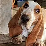 Dog, Dog breed, Carnivore, Whiskers, Companion dog, Liver, Fawn, Pet Supply, Working Animal, Snout, Collar, Hound, Wood, Canidae, Dog Supply, Dog Collar, Scent Hound, Hunting Dog