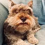 Dog, Carnivore, Dog breed, Working Animal, Companion dog, Fawn, Snout, Liver, Toy Dog, Canidae, Furry friends, Terrier, Biewer Terrier, Small Terrier, Terrestrial Animal, Puppy, Yorkshire Terrier
