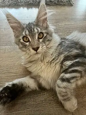 Name Maine Coon Cat Atlas