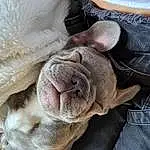 Dog, Carnivore, Comfort, Ear, Dog breed, Whiskers, Fawn, Liver, Companion dog, Wrinkle, Working Animal, Snout, Terrestrial Animal, Flower, Ball, Furry friends, Canidae, Molosser, Nap