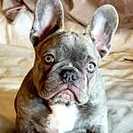 Dog, Bulldog, Carnivore, Dog breed, Ear, Whiskers, Companion dog, Fawn, Wrinkle, Terrestrial Animal, Snout, Working Animal, Toy Dog, Comfort, Grass, Canidae, French Bulldog, Liver, Non-sporting Group