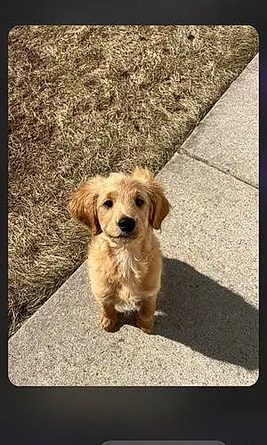 Name Goldendoodle Dog Cooper