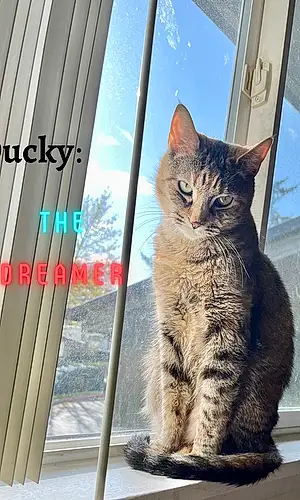 Name Tabby Cat Ducky