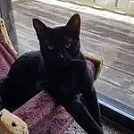 Cat, Felidae, Carnivore, Small To Medium-sized Cats, Whiskers, Grey, Comfort, Snout, Tail, Plant, Black cats, Bombay, Domestic Short-haired Cat, Furry friends, Paw, Claw, Sitting, Terrestrial Animal, Havana Brown, Shadow