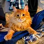 Cat, Tartan, Felidae, Carnivore, Small To Medium-sized Cats, Textile, Orange, Whiskers, Fawn, Snout, Plaid, Tail, Electric Blue, Domestic Short-haired Cat, Furry friends, Human Leg, Bag, Claw, Sitting, Plant