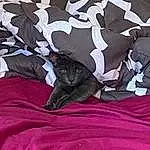 Purple, Textile, Sleeve, Grey, Comfort, Pink, Felidae, Carnivore, Magenta, Linens, Cat, Small To Medium-sized Cats, Tail, Pattern, T-shirt, Furry friends, Bedding, Bed Sheet, Whiskers, Room