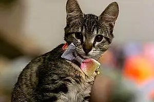 Name American Shorthair Cat Azrael