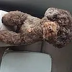 Dog, Toy, Carnivore, Dog breed, Water Dog, Gesture, Grey, Companion dog, Snout, Stuffed Toy, Poodle, Comfort, Working Animal, Canidae, Furry friends, Terrier, Toy Dog, Non-sporting Group, Plush