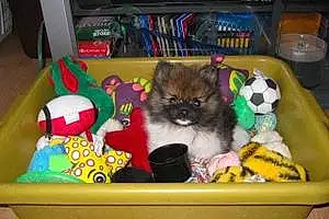 Name Pomeranian Dog Kimi