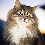 Cat, Felidae, Carnivore, Small To Medium-sized Cats, Whiskers, Maine Coon, Snout, Furry friends, Grass, Terrestrial Animal, Darkness, Sky
