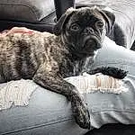 Dog, Pug, Comfort, Carnivore, Grey, Dog breed, Fawn, Companion dog, Wrinkle, Whiskers, Snout, Working Animal, Toy Dog, Couch, Linens, Furry friends, Liver, Puppy love, Bedding