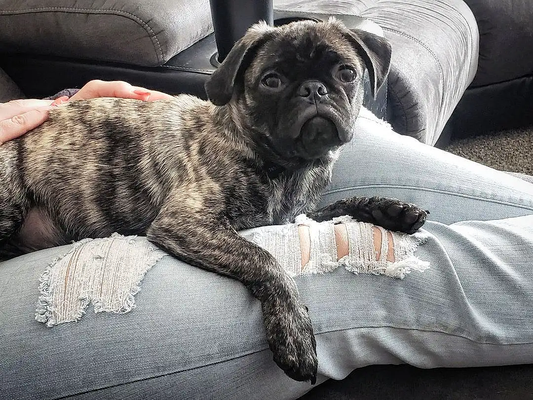 Dog, Pug, Comfort, Carnivore, Grey, Dog breed, Fawn, Companion dog, Wrinkle, Whiskers, Snout, Working Animal, Toy Dog, Couch, Linens, Furry friends, Liver, Puppy love, Bedding