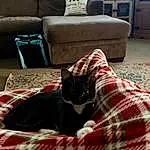 Furniture, Cat, Green, Tartan, Couch, Comfort, Blue, Felidae, Carnivore, Textile, Interior Design, Small To Medium-sized Cats, Wood, Plaid, Whiskers, Living Room, Pattern, Linens