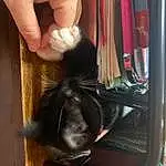 Gesture, Cat, Carnivore, Felidae, Small To Medium-sized Cats, Whiskers, Tail, Furry friends, Nail, Toy, Wood, Room, Canidae, Domestic Short-haired Cat, Thumb, Black cats, Claw