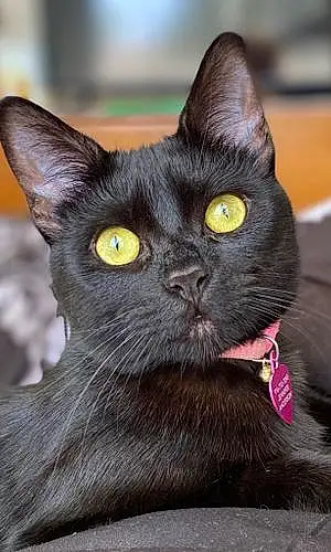 Firstname Bombay Cat Penny