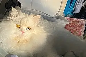 Name Persian Cat Frosty
