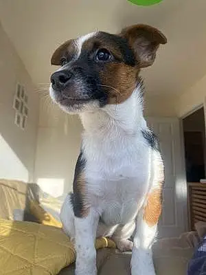 Name Jack Russell Dog Toby