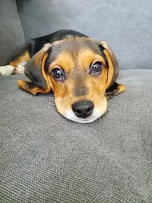 Name Beagle Dog Barry