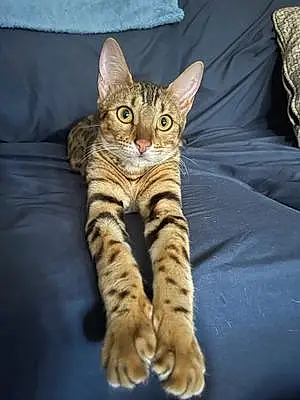 Name Bengal Cat Cleopatra