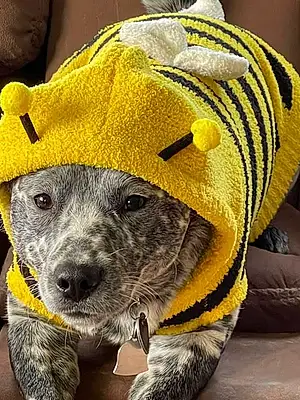 Name  Other Dog Bee