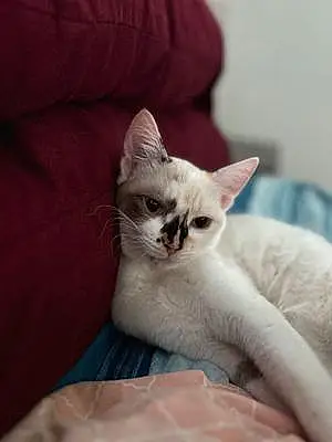 Name Cat Ahsoka
