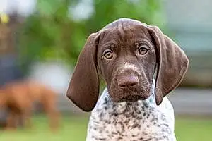 German shorthaired pointer Dog Cooper