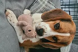 Beagle Dog Molly