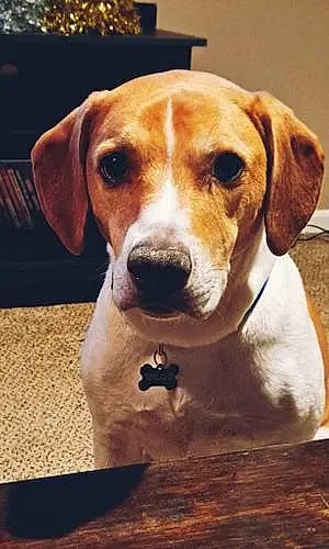 Name Beagle Dog Crash