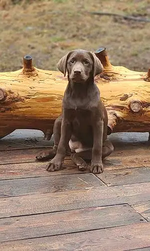 Name Labrador Retriever Dog Molly