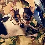 Glasses, Vision Care, Dog breed, Carnivore, Felidae, Fawn, Companion dog, Whiskers, Eyewear, Small To Medium-sized Cats, Working Animal, Canidae, Cat, Furry friends, Pattern, Sunglasses, Personal Protective Equipment, Non-sporting Group, Visual Arts