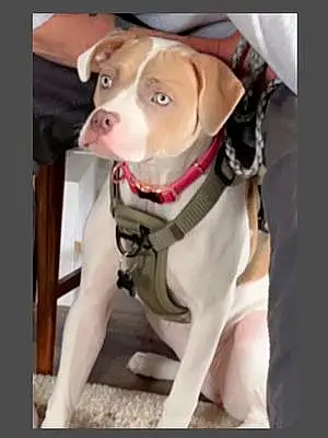 Name Pitt Bull Terrier Dog Gemma