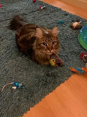 Name Maine Coon Cat Lila