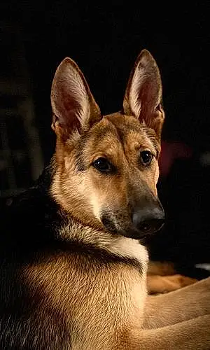 Name German Shepherd Dog Stella