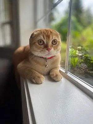 Name Scottish Fold Cat Butters