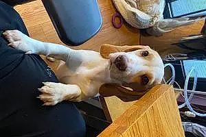 Name Beagle Dog Doris