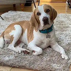 Name Beagle Dog Cooper