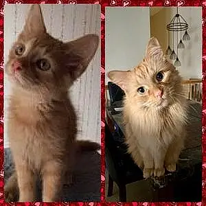 Name Maine Coon Cat Gizzy