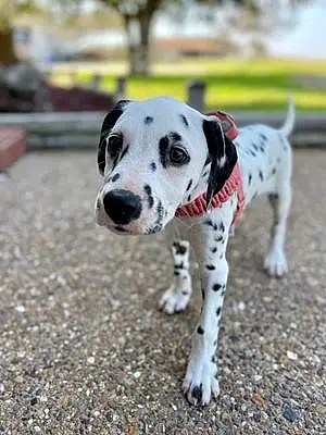 Name Dalmatian Dog Indy