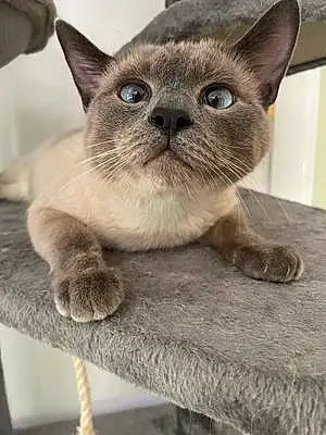 Name Siamese Cat Banshee
