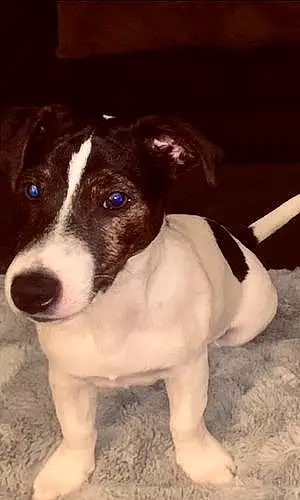 Name Jack Russell Dog Enzo