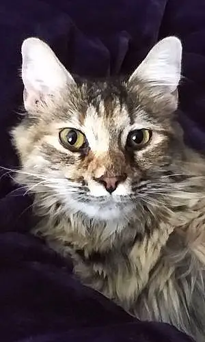 Name Cat Ivy