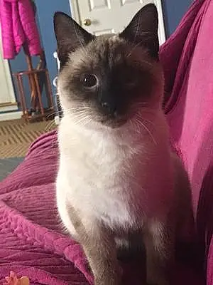 Name Siamese Cat Jackson