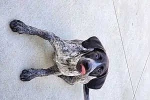 Name German shorthaired pointer Dog Lea