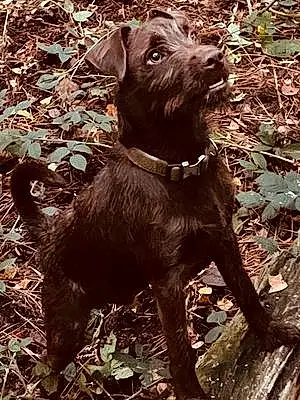 Name Patterdale Terrier Dog Kenny